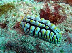 Unterwasserfotos Tauchbilder Tauchen in Khao Lak - Similans - Andamanensee - Thailand