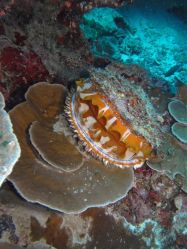 Unterwasserfotos Tauchbilder Tauchen in Khao Lak - Similans - Andamanensee - Thailand