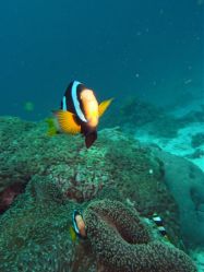 Unterwasserfotos Tauchbilder Tauchen in Khao Lak - Similans - Andamanensee - Thailand