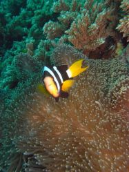 Unterwasserfotos Tauchbilder Tauchen in Khao Lak - Similans - Andamanensee - Thailand