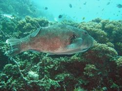 Unterwasserfotos Tauchbilder Tauchen in Khao Lak - Similans - Andamanensee - Thailand