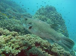 Unterwasserfotos Tauchbilder Tauchen in Khao Lak - Similans - Andamanensee - Thailand