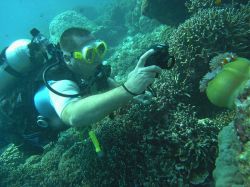Unterwasserfotos Tauchbilder Tauchen in Khao Lak - Similans - Andamanensee - Thailand