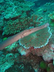 Unterwasserfotos Tauchbilder Tauchen in Khao Lak - Similans - Andamanensee - Thailand