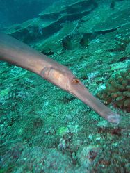 Unterwasserfotos Tauchbilder Tauchen in Khao Lak - Similans - Andamanensee - Thailand
