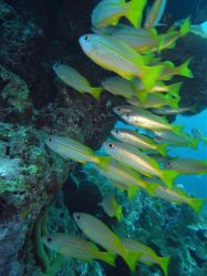 Unterwasserfotos Tauchbilder Tauchen in Khao Lak - Similans - Andamanensee - Thailand