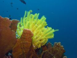 Unterwasserfotos Tauchbilder Tauchen in Khao Lak - Similans - Andamanensee - Thailand
