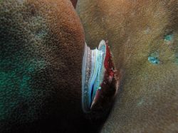 Unterwasserfotos Tauchbilder Tauchen in Khao Lak - Similans - Andamanensee - Thailand