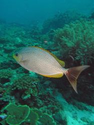 Unterwasserfotos Tauchbilder Tauchen in Khao Lak - Similans - Andamanensee - Thailand