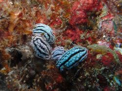 Unterwasserfotos Tauchbilder Tauchen in Khao Lak - Similans - Andamanensee - Thailand