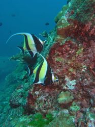Unterwasserfotos Tauchbilder Tauchen in Khao Lak - Similans - Andamanensee - Thailand