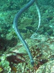 Unterwasserfotos Tauchbilder Tauchen in Khao Lak - Similans - Andamanensee - Thailand