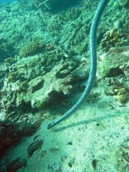 Unterwasserfotos Tauchbilder Tauchen in Khao Lak - Similans - Andamanensee - Thailand