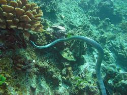 Unterwasserfotos Tauchbilder Tauchen in Khao Lak - Similans - Andamanensee - Thailand