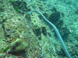 Unterwasserfotos Tauchbilder Tauchen in Khao Lak - Similans - Andamanensee - Thailand
