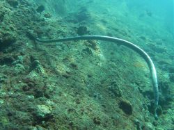Unterwasserfotos Tauchbilder Tauchen in Khao Lak - Similans - Andamanensee - Thailand