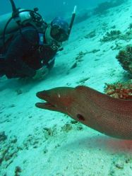 Unterwasserfotos Tauchbilder Tauchen in Khao Lak - Similans - Andamanensee - Thailand