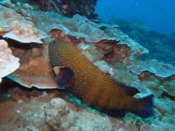 Unterwasserfotos Tauchbilder Tauchen in Khao Lak - Similans - Andamanensee - Thailand