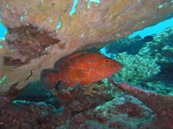 Unterwasserfotos Tauchbilder Tauchen in Khao Lak - Similans - Andamanensee - Thailand