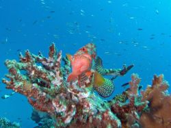 Unterwasserfotos Tauchbilder Tauchen in Khao Lak - Similans - Andamanensee - Thailand