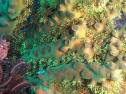 Unterwasserfotos Tauchbilder Tauchen in Khao Lak - Similans - Andamanensee - Thailand