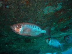 Unterwasserfotos Tauchbilder Tauchen in Khao Lak - Similans - Andamanensee - Thailand