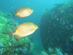 Unterwasserfotos Tauchbilder Tauchen in Khao Lak - Similans - Andamanensee - Thailand