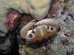 Unterwasserfotos Tauchbilder Tauchen in Khao Lak - Similans - Andamanensee - Thailand