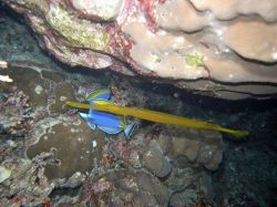 Unterwasserfotos Tauchbilder Tauchen in Khao Lak - Similans - Andamanensee - Thailand