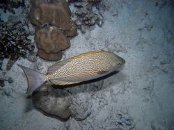 Unterwasserfotos Tauchbilder Tauchen in Khao Lak - Similans - Andamanensee - Thailand