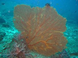 Unterwasserfotos Tauchbilder Tauchen in Khao Lak - Similans - Andamanensee - Thailand
