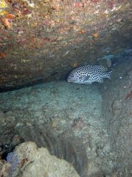 Unterwasserfotos Tauchbilder Tauchen in Khao Lak - Similans - Andamanensee - Thailand