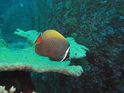 Unterwasserfotos Tauchbilder Tauchen in Khao Lak - Similans - Andamanensee - Thailand