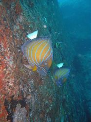 Unterwasserfotos Tauchbilder Tauchen in Khao Lak - Similans - Andamanensee - Thailand