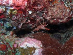 Unterwasserfotos Tauchbilder Tauchen in Khao Lak - Similans - Andamanensee - Thailand