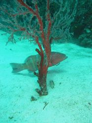 Unterwasserfotos Tauchbilder Tauchen in Khao Lak - Similans - Andamanensee - Thailand
