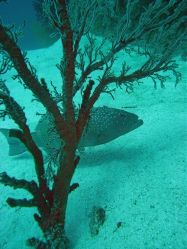Unterwasserfotos Tauchbilder Tauchen in Khao Lak - Similans - Andamanensee - Thailand