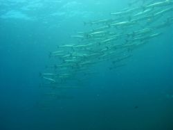 Unterwasserfotos Tauchbilder Tauchen in Khao Lak - Similans - Andamanensee - Thailand