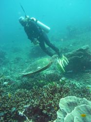 Unterwasserfotos Tauchbilder Tauchen in Khao Lak - Similans - Andamanensee - Thailand