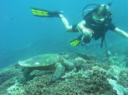 Unterwasserfotos Tauchbilder Tauchen in Khao Lak - Similans - Andamanensee - Thailand