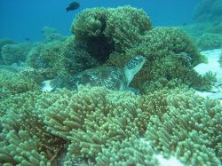 Unterwasserfotos Tauchbilder Tauchen in Khao Lak - Similans - Andamanensee - Thailand