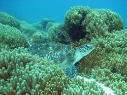Unterwasserfotos Tauchbilder Tauchen in Khao Lak - Similans - Andamanensee - Thailand