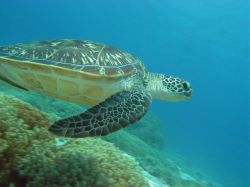 Unterwasserfotos Tauchbilder Tauchen in Khao Lak - Similans - Andamanensee - Thailand