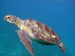 Unterwasserfotos Tauchbilder Tauchen in Khao Lak - Similans - Andamanensee - Thailand