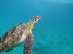 Unterwasserfotos Tauchbilder Tauchen in Khao Lak - Similans - Andamanensee - Thailand
