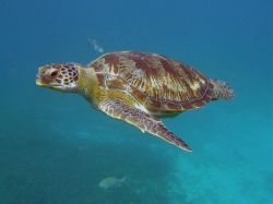 Unterwasserfotos Tauchbilder Tauchen in Khao Lak - Similans - Andamanensee - Thailand