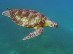 Unterwasserfotos Tauchbilder Tauchen in Khao Lak - Similans - Andamanensee - Thailand