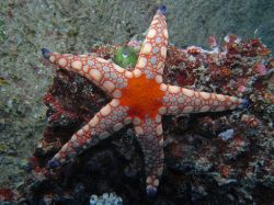 Unterwasserfotos Tauchbilder Tauchen in Khao Lak - Similans - Andamanensee - Thailand