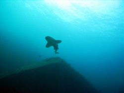 Unterwasserfotos Tauchbilder Tauchen in Khao Lak - Similans - Andamanensee - Thailand