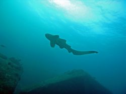 Unterwasserfotos Tauchbilder Tauchen in Khao Lak - Similans - Andamanensee - Thailand